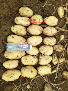 土豆表皮光滑，商品率高，增产20-30%